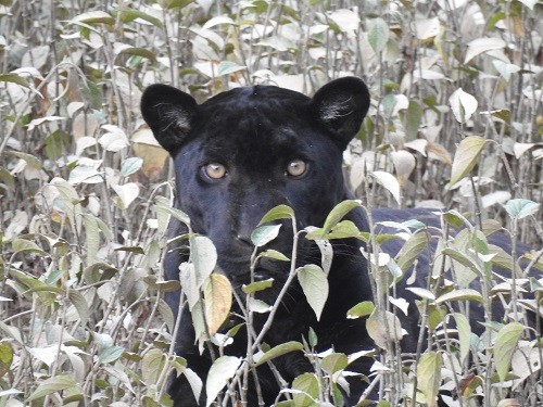 Sernanp: Se avista jaguar negro en el Parque Nacional Yaguas