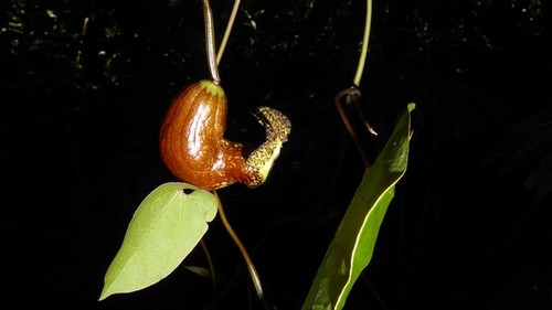 Nueva especie de flora es descubierta en los bosques amazónicos del Parque Nacional Cordillera Azul