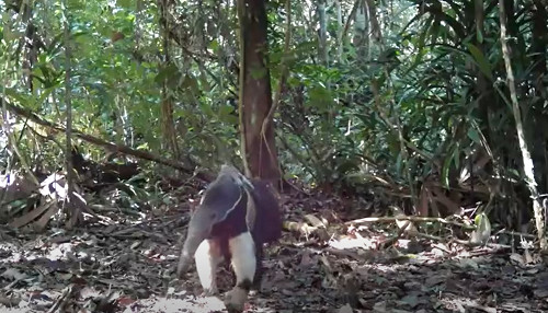 Cámaras trampa registran un oso hormiguero gigante con su cría en el Parque Nacional Sierra del Divisor