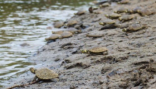 Loreto: Más de medio millón de crías de taricayas liberó la Reserva Nacional Pacaya Samiria en el 2023