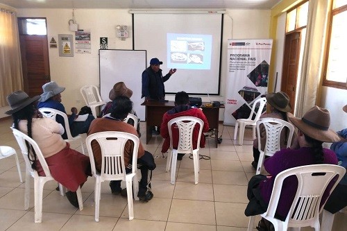 Cusco: pequeños productores se capacitan en crianza y sanidad animal en Tambos del Programa PAIS