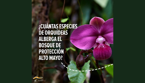 El Bosque de Protección Alto Mayo: El Área Natural Protegida con más géneros de orquídeas del Perú presenta su guía ilustrada