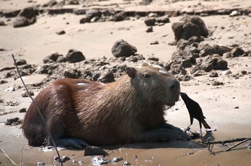 Capibara: ícono de la biodiversidad del Perú está presente en las áreas naturales protegidas
