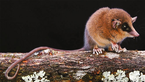 Descubren nueva especie de marsupial en el Parque Nacional del Río Abiseo
