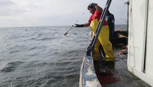PRODUCE refuerza medidas de conservación y ordenamiento para la pesca de pota en alta mar PRODUCE refuerza medidas de conservación y ordenamiento para la pesca de pota en alta mar