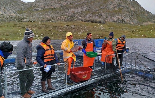 Capacitación gratis para acuicultores con ACUIMPULSA de PRODUCE