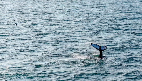 Mincetur inicia temporada de avistamiento de ballenas jorobadas en Piura