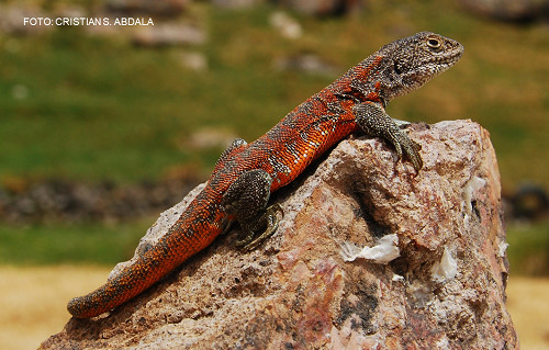 Nueva especie de lagartija en Puno: Descubren la Liolaemus yawar a más de 4 mil metros