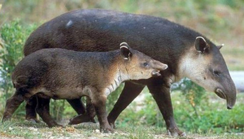 Minam invierte S/ 11 millones para la recuperación del tapir andino en el norte
