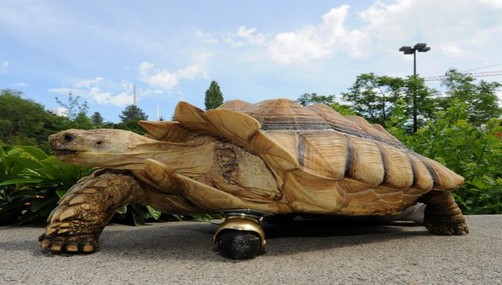 Tortuga de 12 años vive con una pata ortopédica