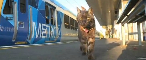 Video: Gato espera a su dueña en estación de tren