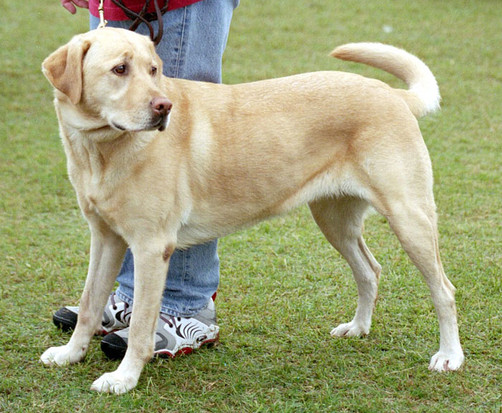 Argentina: Perros encuentran más de 27 mil dólares