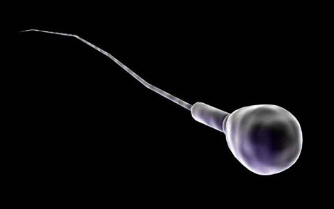 Crean esperma con células madre