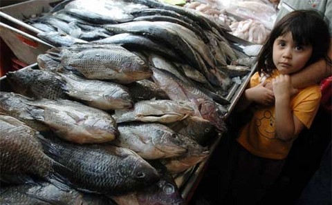 Estudio revela que comer pescado nos haría más inteligentes