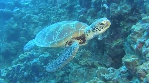 Google Maps ahora también permitirá navegar debajo el mar (video)