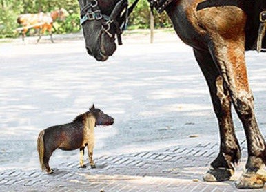 Los caballos de la época primitiva eran tan pequeños como los gatos