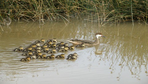 28 aniversario del Santuario Nacional Lagunas de Mejía, paraíso de aves