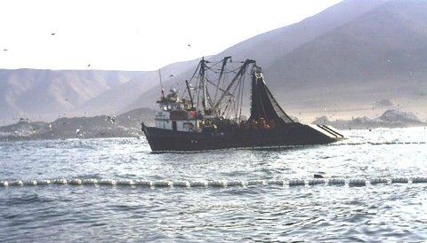 Decomisan 235 toneladas de anchoveta a embarcaciones pesqueras industriales