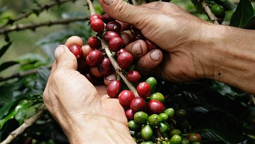Para los amantes del café: conozca sus beneficios en la salud