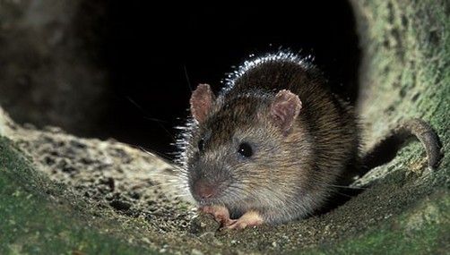 Plaga de ratas obligaría al cierre de La Parada