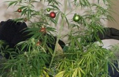 Encarcelan a hombre por tener un árbol de marihuana navideño