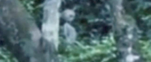 VIDEO: extraterrestre se pasea en la selva amazónica de Brasil