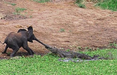 Cocodrilo se enfrenta a un elefante (Video)