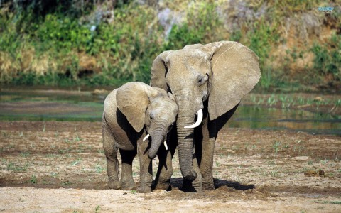 Camerún: Número de elefantes asesinados sería mayor de lo que se anunció
