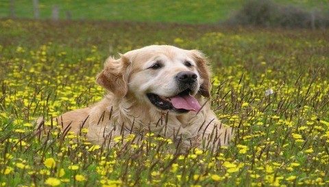 Los cuidados en los animales mayores