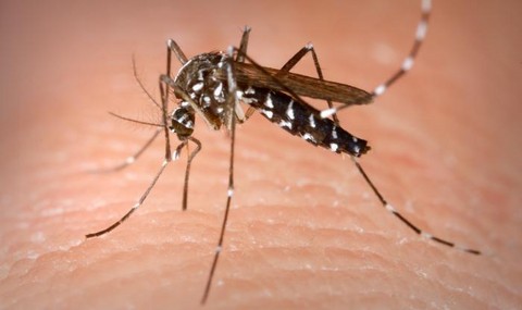 Inician campaña de prevención del dengue en Lambayeque