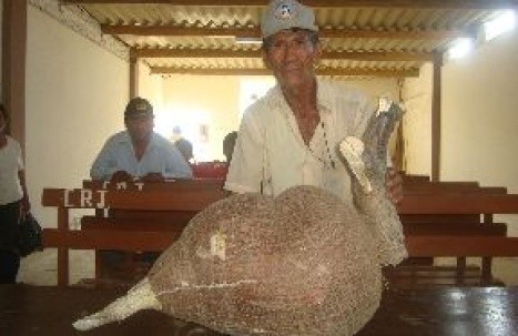 Cosechan la yuca más grande del mundo en Perú