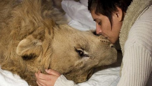 Ariel, el león tetrapléjico muere en Sao Paulo