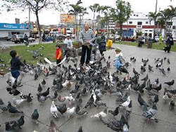 Alimentar a palomas en lugares públicos sería motivo de multa