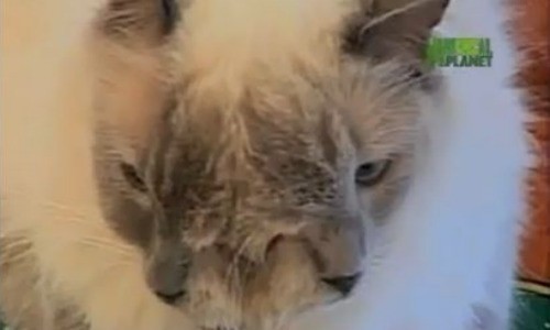 El gato que sobrevivió con 'dos caras' (Video)