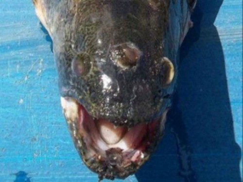 Pescan un pez de tres ojos en Argentina