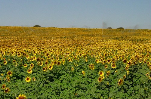 Monjes plantan girasoles en Fukushima para combatir la radiación