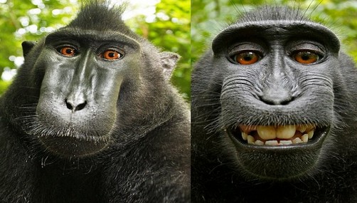 Mono macaco roba cámara y se toma fotos
