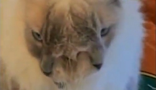 Video: Gato con dos caras cumplió 12 años de vida