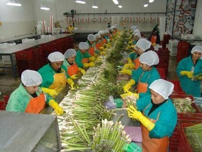 FMI: Perú cosechará los frutos de la estabilidad económica