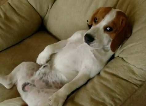 Video: Perro mira televisión de lo más relajado
