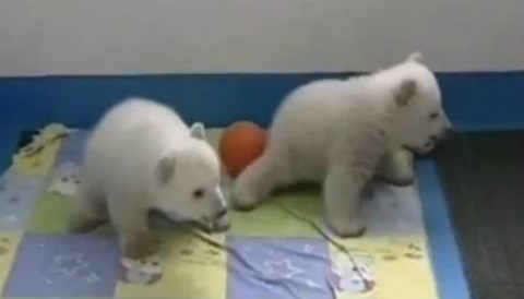 Osos polares gemelos hacen su debut en China (Video)