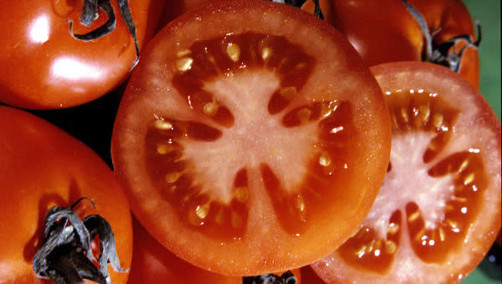 Granjero gana un automóvil por cultivar tomate de 2 kilos