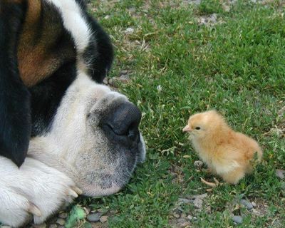 Video: pollito cree que perro es su mamá