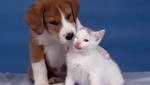 Perro y gato pelean por cama (Video)