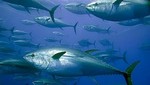 El cambio climático ocasiona la disminución de las capturas de atún en Davao