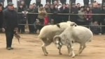 China: Cabras realizan su tradicional pelea con motivo de la llegada del nuevo año