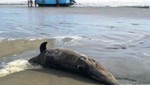 'Marea Roja' habría matado a 10 delfines en Piura