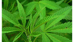 Israel: Estudios descubren que marihuana reduce estrés post-traumático