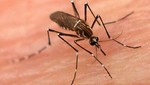 Suben a 11 los muertos por brote de dengue en Bolivia