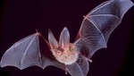 Ecuador: Rebrote de rabia por mordeduras de murciélagos
